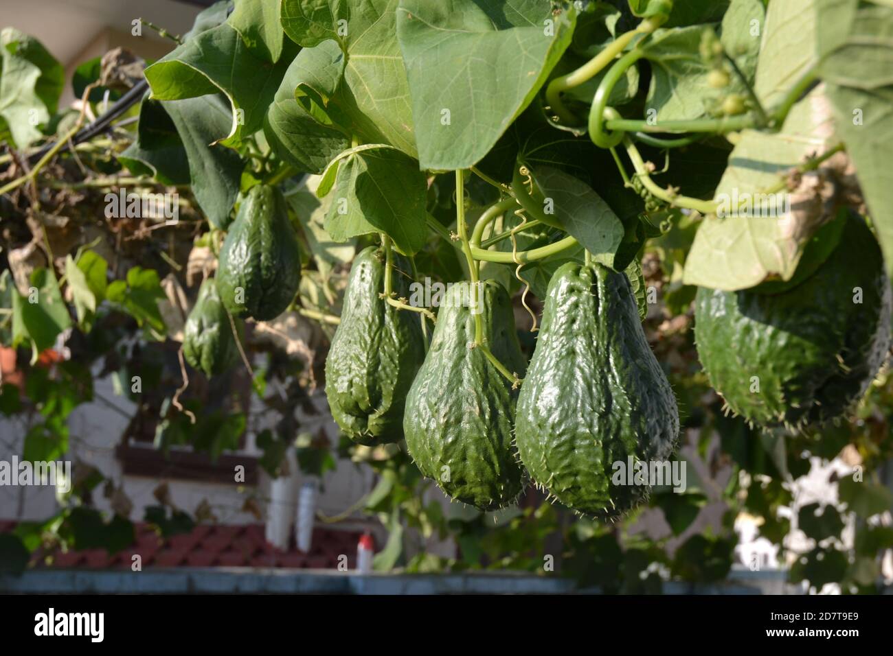 Chayote fruits hanging on their creeper. Picture taken in Kathmandu