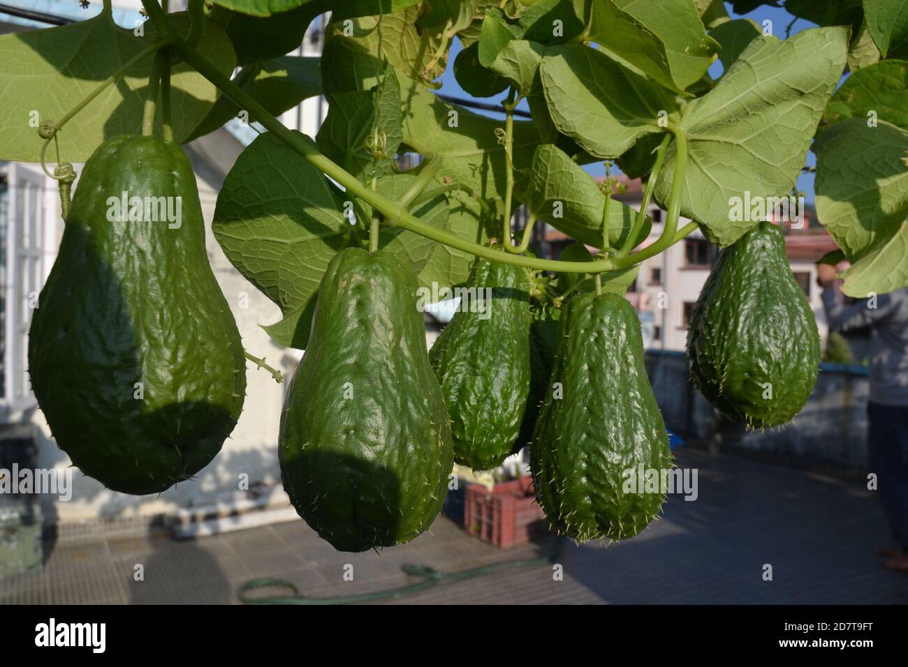 Chayote fruits hanging on their creeper. Picture taken in Kathmandu