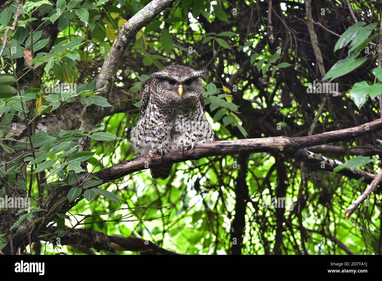 Spot-Bellied Eagle Owl bird sitting on the tree in nature, Thailand Stock Photo
