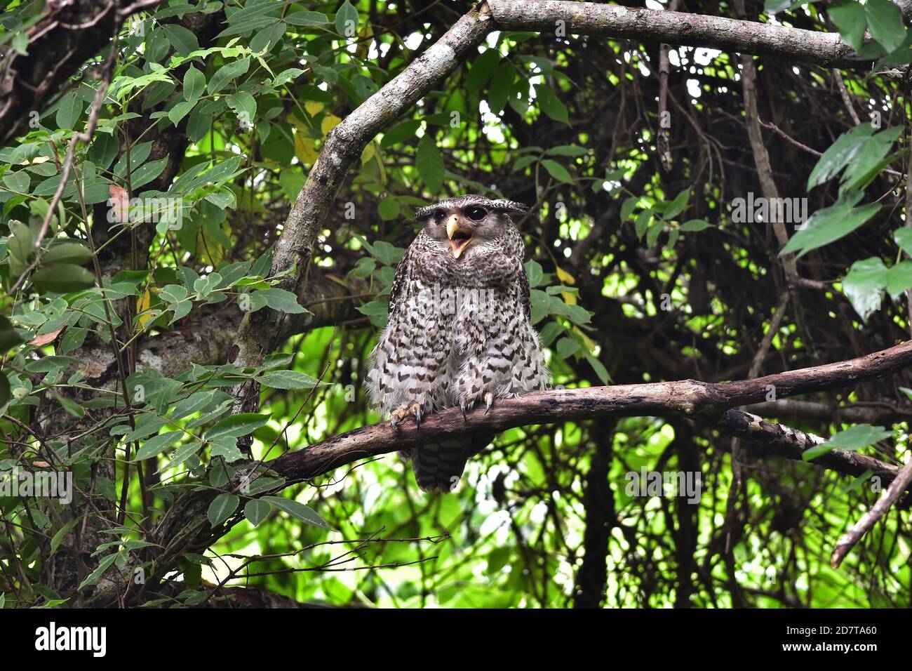 Spot-Bellied Eagle Owl bird sitting on the tree in nature, Thailand Stock Photo
