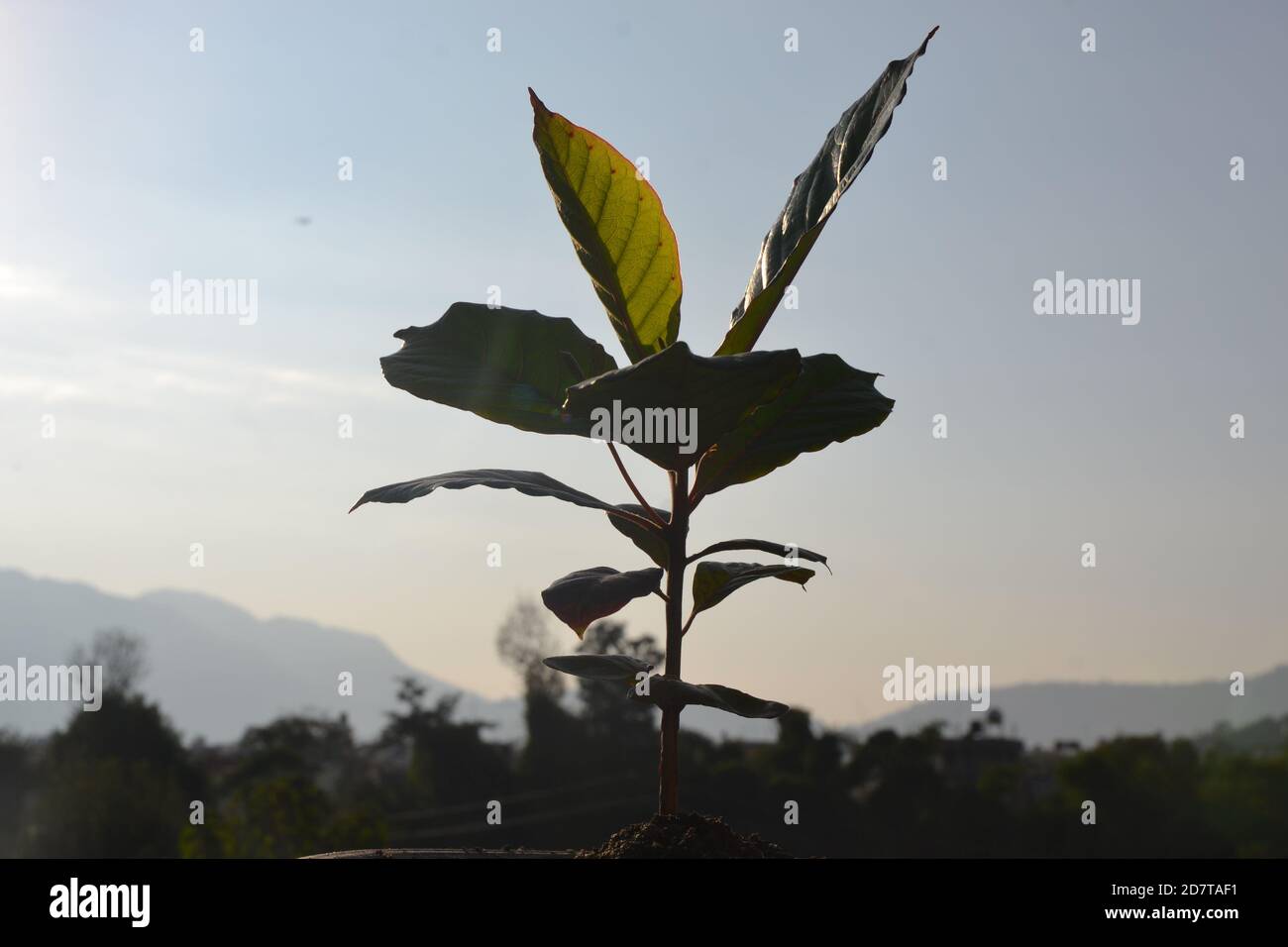 Indian Almond seedling with a sky background. Stock Photo
