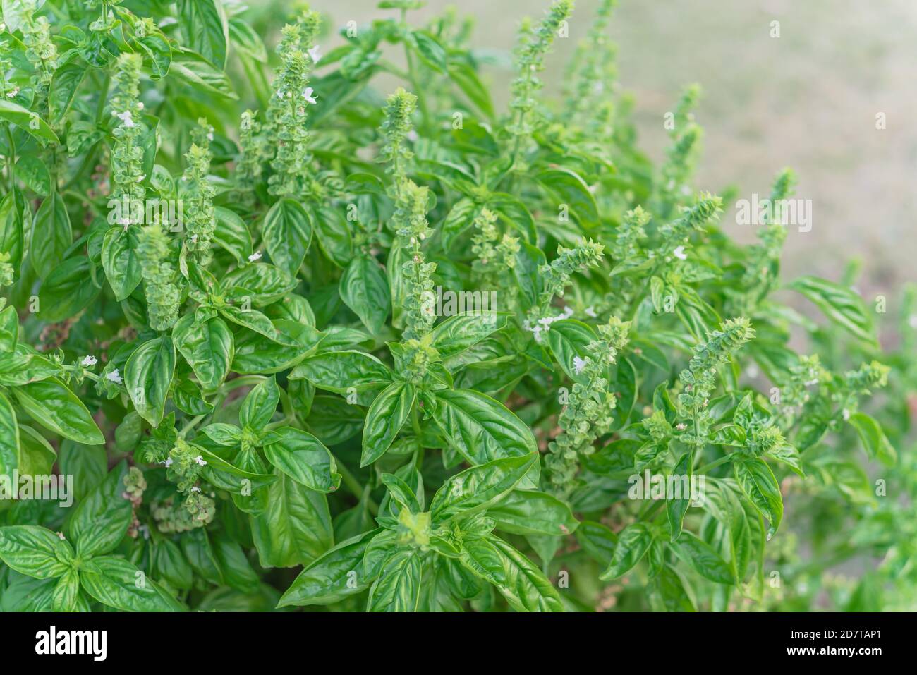 Looking down a flowering sweet basil bush with white petals at backyard