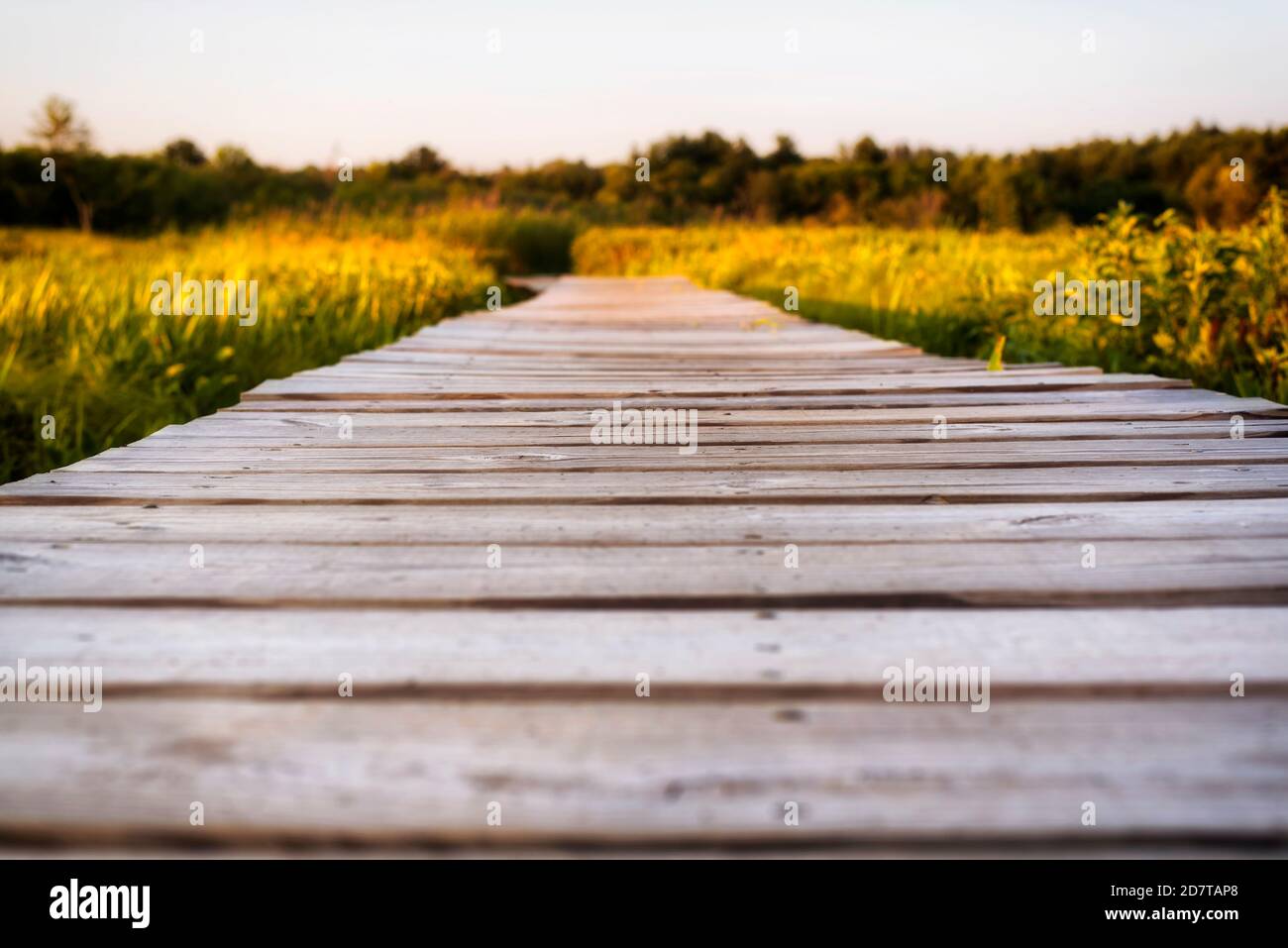 A wooden boardwalk leading through a wetland within the white memorial conservation area in litchfield connecticut at sunset. Stock Photo