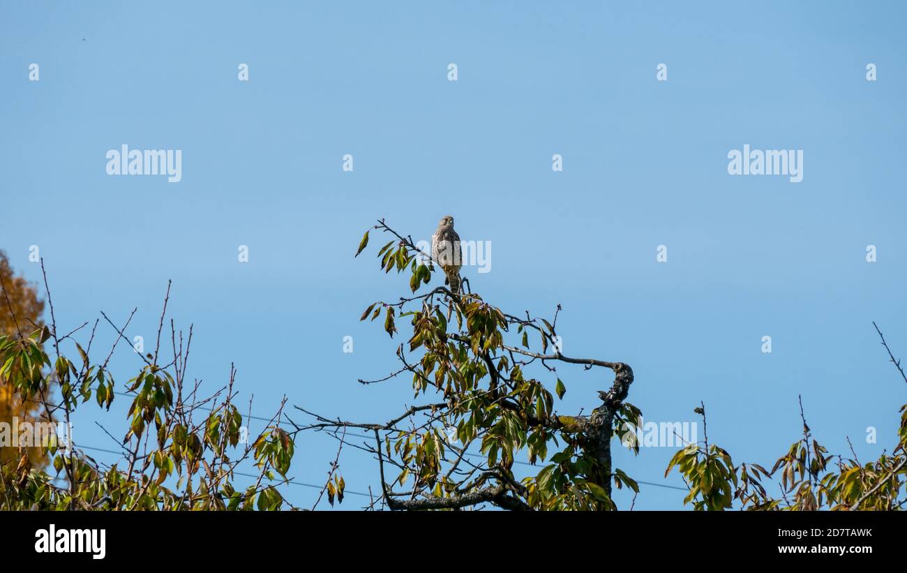 Bird of prey observes the environment Stock Photo