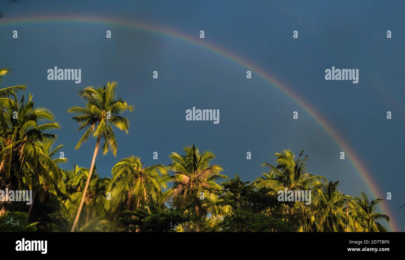 Circle spectrum Rainbow on the blue sky after rain over the Palm Trees ...