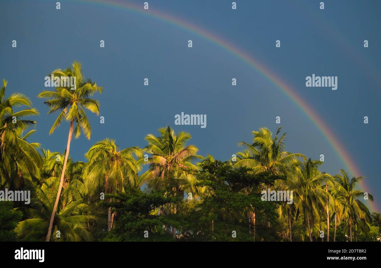 Circle spectrum Rainbow on the blue sky after rain over the Palm Trees ...