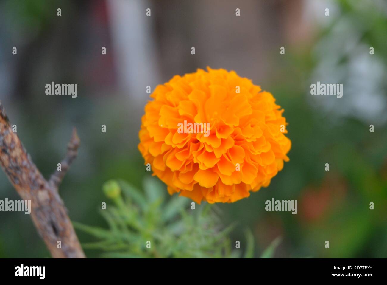 Marigold flowers. Image location: Kathmandu, Nepal Stock Photo