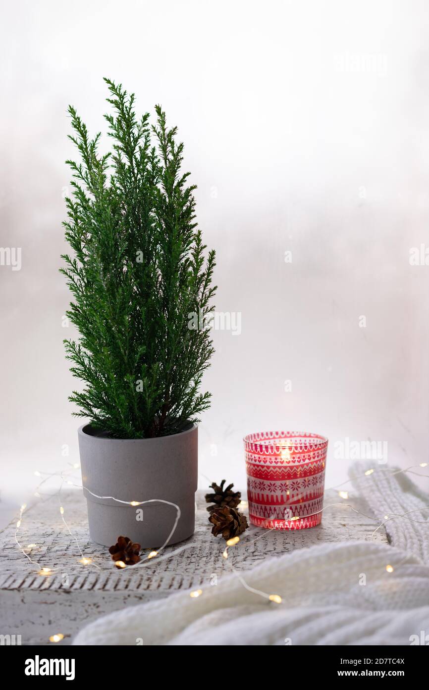 Miniature potted Christmas tree near misted window, burning candle, festive lights, white knitted blanket. Stock Photo