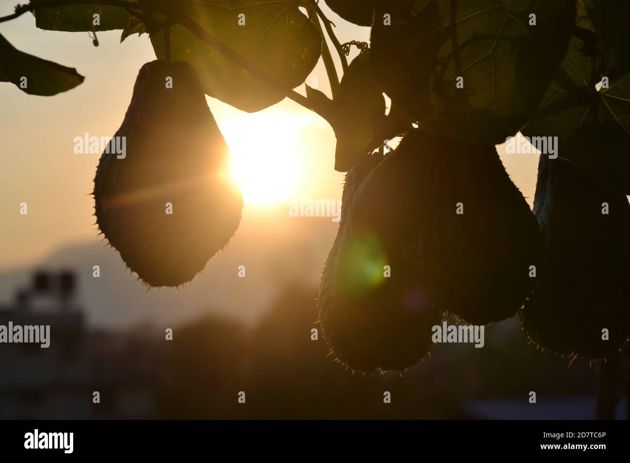 Chayote fruits hanging on their creeper. Picture taken in Kathmandu