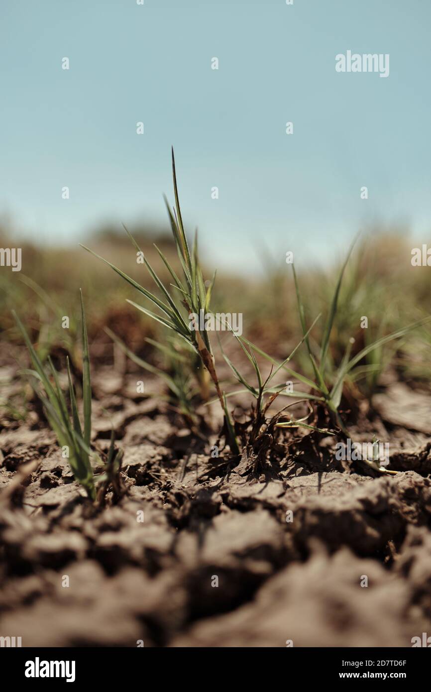 Closeup vertical shot grass hi-res stock photography and images - Alamy
