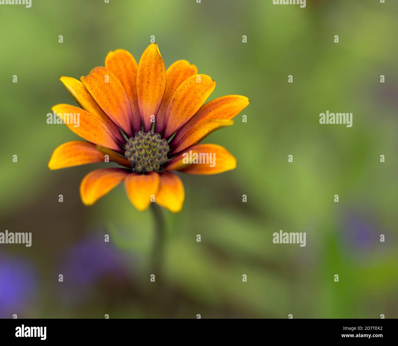 Orange gerbera petals hi-res stock photography and images - Alamy