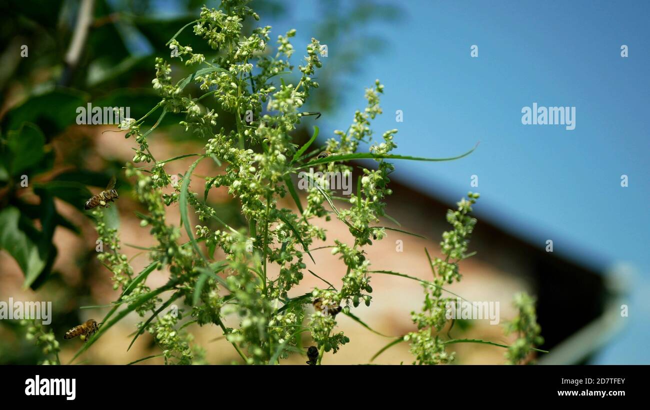 Medicinal cannabis hemp detail closeup field, bee pollination pollinates collect nectar honey