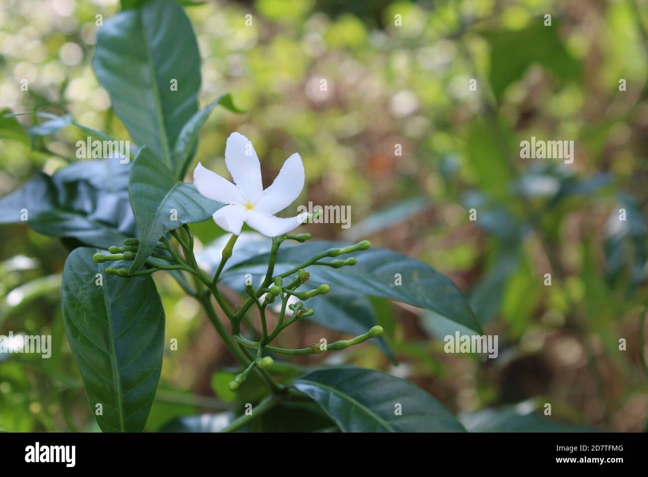 white pinwheel flower images Stock Photo