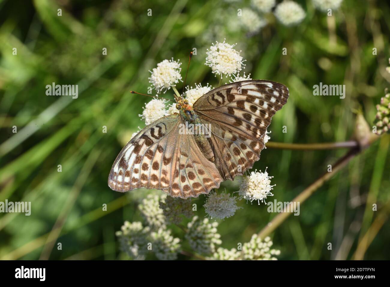 Female Silver-Washed Fritillary Butterfly, Argynnis paphia, Feeding on Common Hogweed, Heracleum sphondylium, Umbellifer Plant Stock Photo