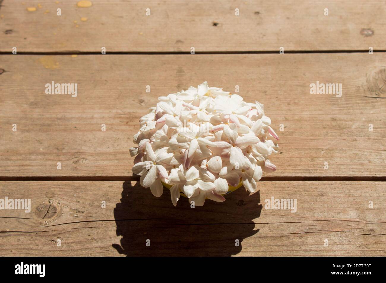 Persian Jasmine Stock Photo Alamy