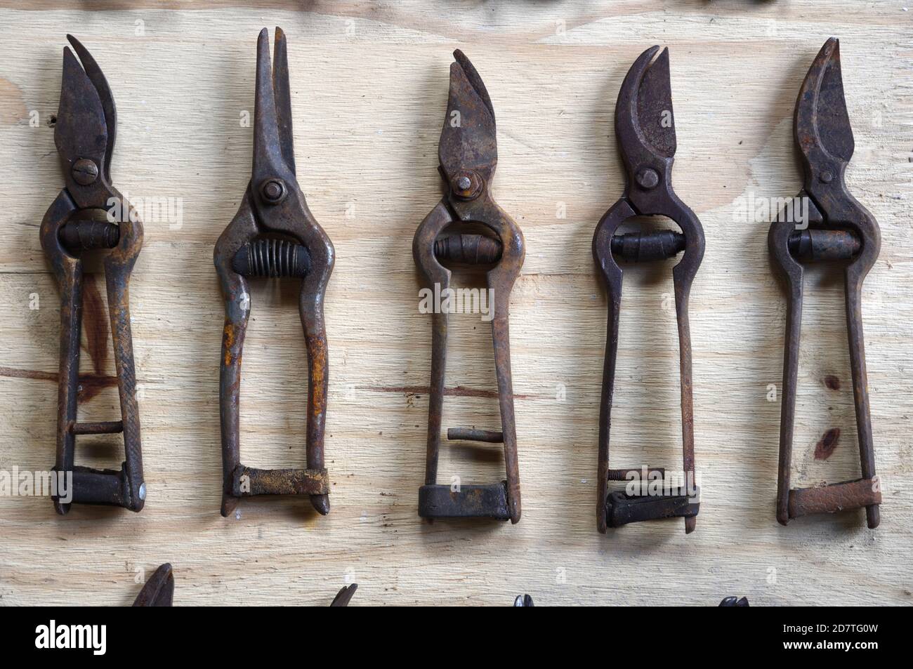 Display, Collection or Arrangement of Vintage, Old or Rusty Secateurs, Pruning Shears or Hand Pruners Stock Photo