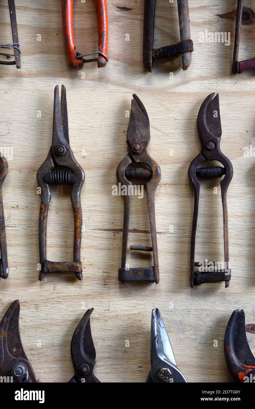 Display, Collection or Arrangement of Vintage, Old or Rusty Secateurs, Pruning Shears or Hand Pruners Stock Photo