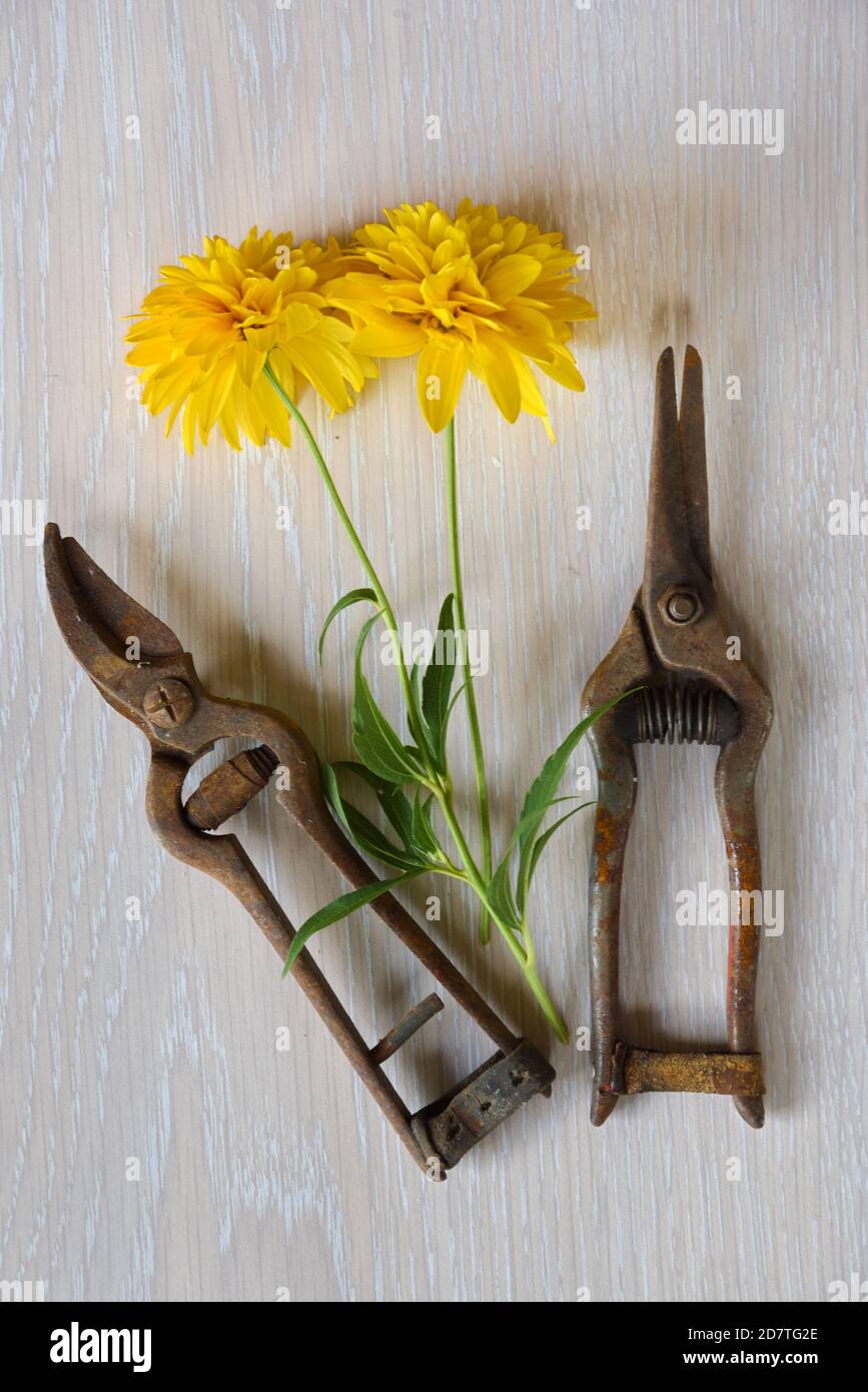 Vintage or Old Rusty Secateurs, Hand Pruners or Pruning Shears & Cut Flowers Stock Photo