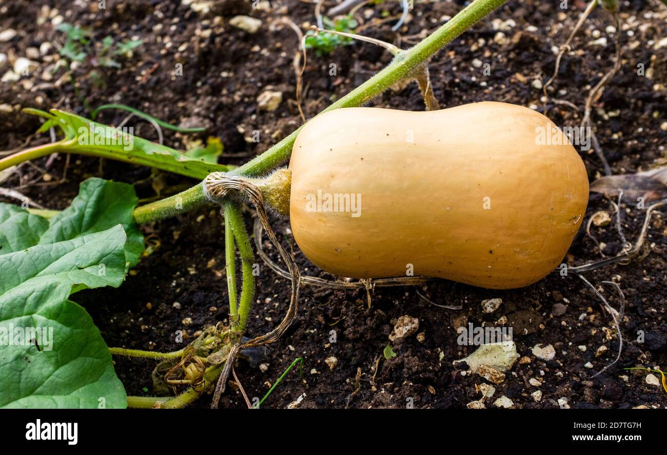 Butternut Squash Cucurbita moschata or Crookneck Pumpkin growing in