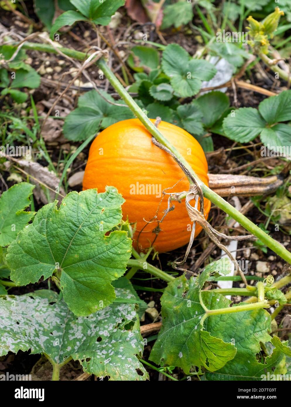 Pumpkin Cucurbita growing in allotment vegetable patch UK Stock Photo