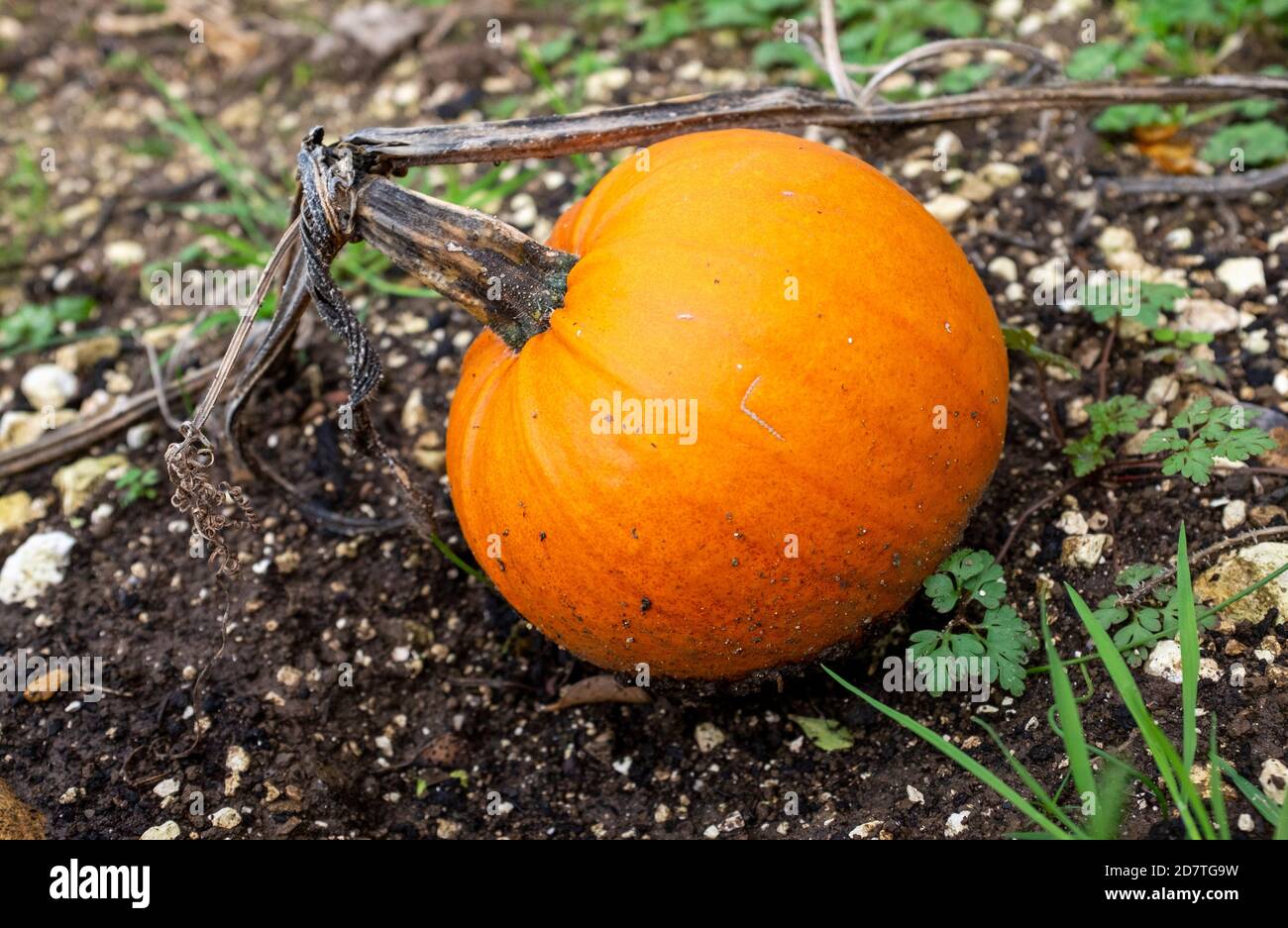 Pumpkin Cucurbita growing in allotment vegetable patch UK Stock Photo