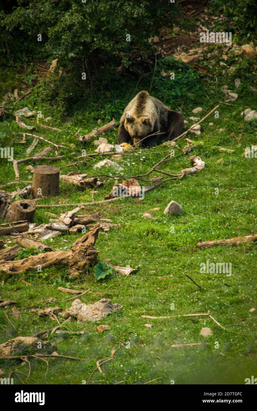 Huge brown bear eating in Kuterevo bears sanctuary in Croatia, protection of the wild animals Stock Photo
