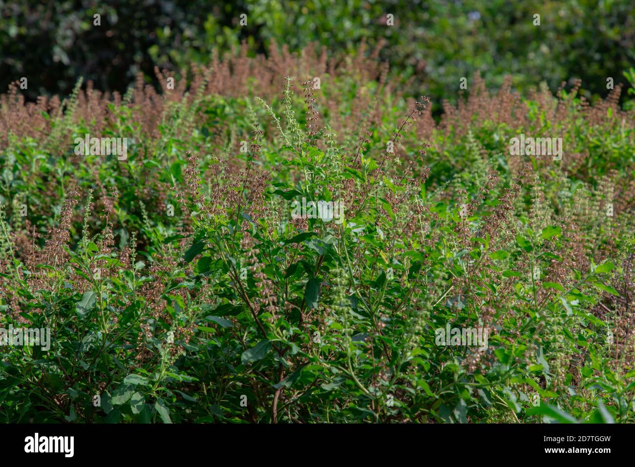 Top of the basil tree in the garden with blur background. Thai basil ...