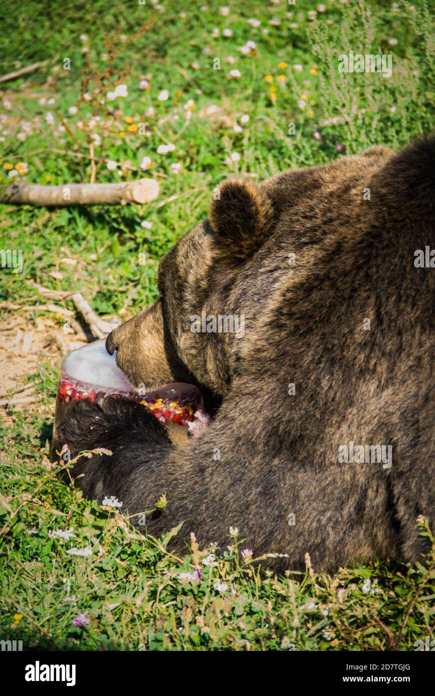 Huge brown bear eating fruit in a huge ice block. Kuterevo bears sanctuary in Croatia, protection of the wild animals Stock Photo