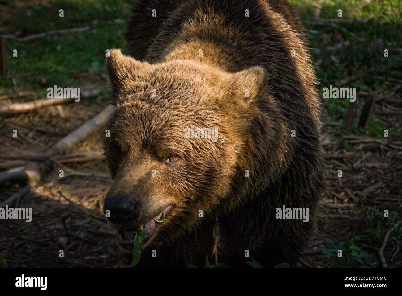Huge brown bear in the sun in Kuterevo bears sanctuary in Croatia, protection of the wild animals Stock Photo