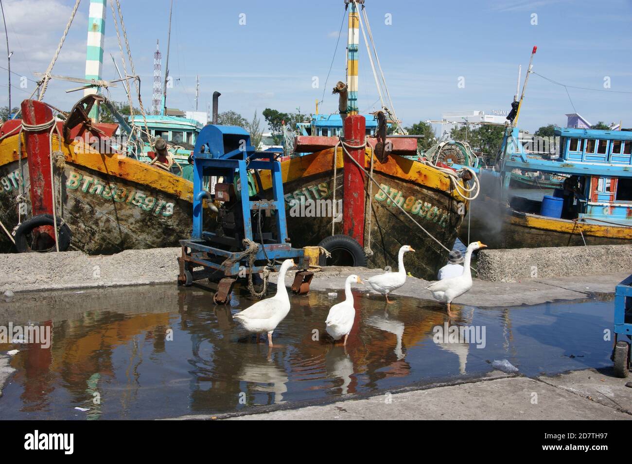 Geece guarding the boats in the vibrant fishing port of Phan Thiet, Vietnam. Stock Photo