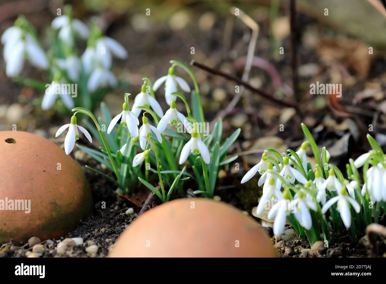 Little white snowdrops in the garden Stock Photo