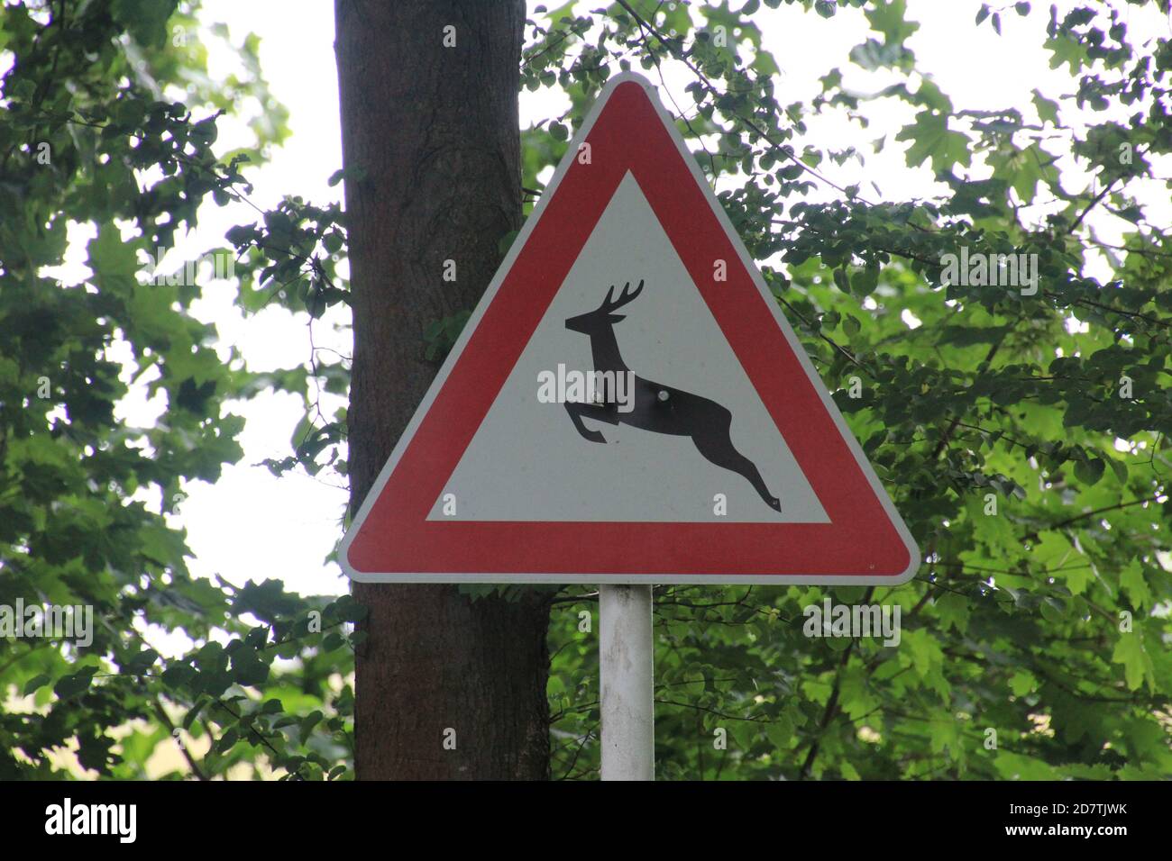 Ein Verkehrsschild mit einem Hirsch warnt Verkehrsteilnehmer vor einem Wildwechsel in Brandenburg. Stock Photo