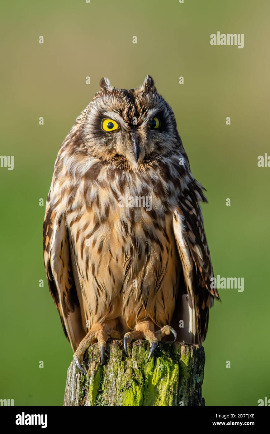 Short-eared owl Asio flammeus portrait perched close up. France Stock Photo