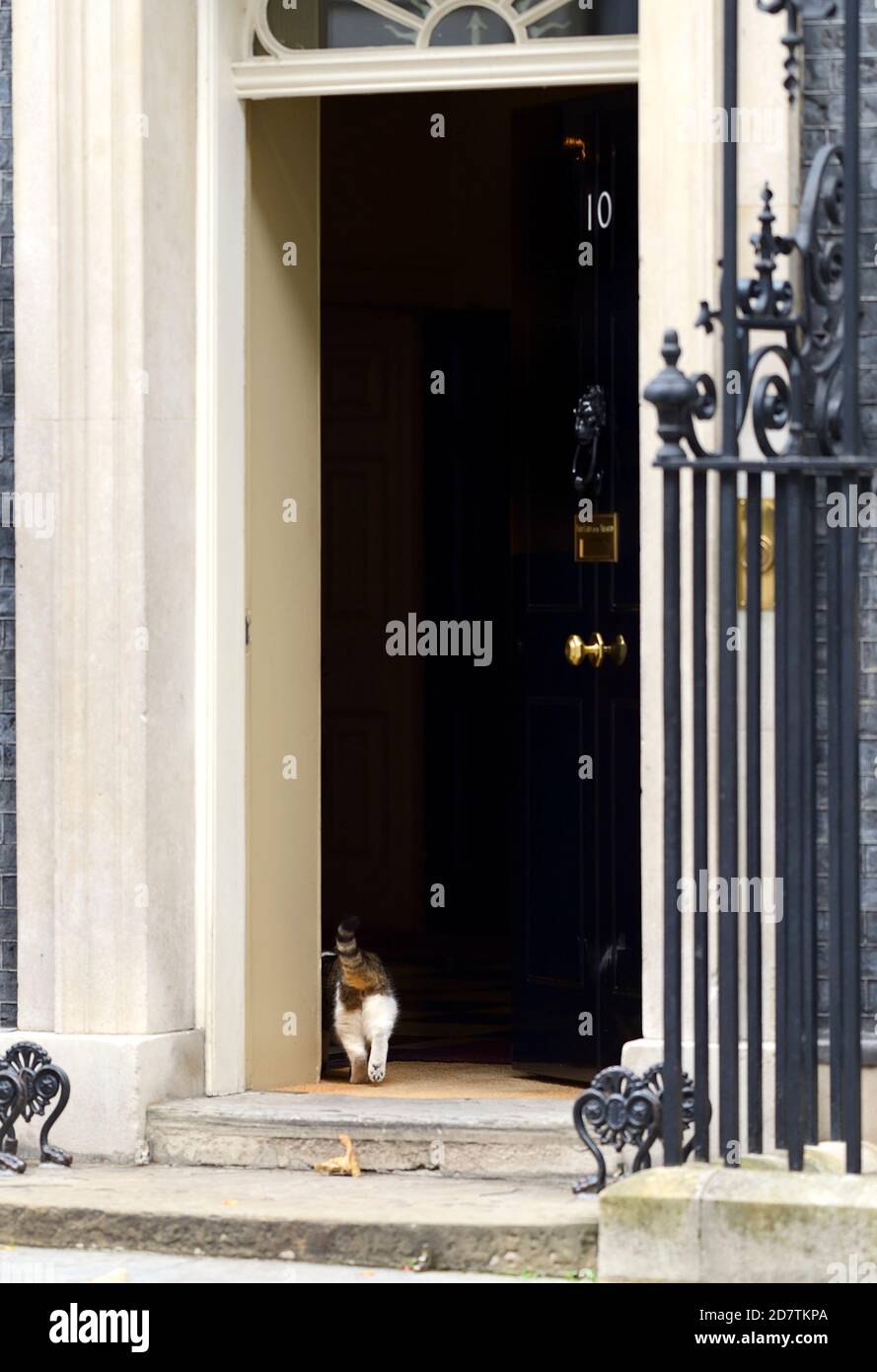 Larry the Cat, official Chief Mouser to the Office, let into 10