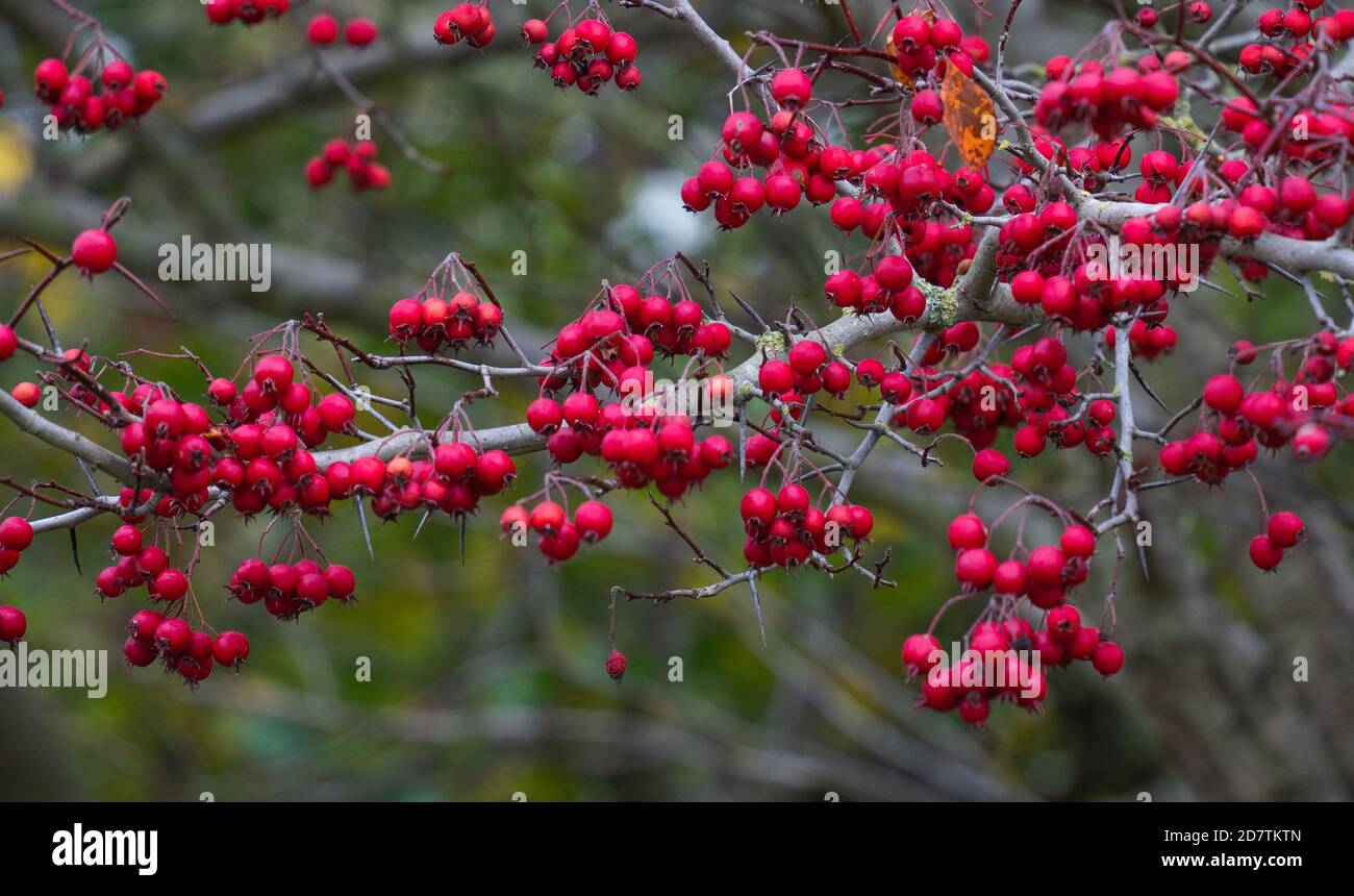 Hawthorns Large And Diverse Genus Of Rosaceae Family Hawthorn Berries Herbal Preparations Nutritious Source Of Food Sharp Needles Sharp Needles Stock Photo Alamy