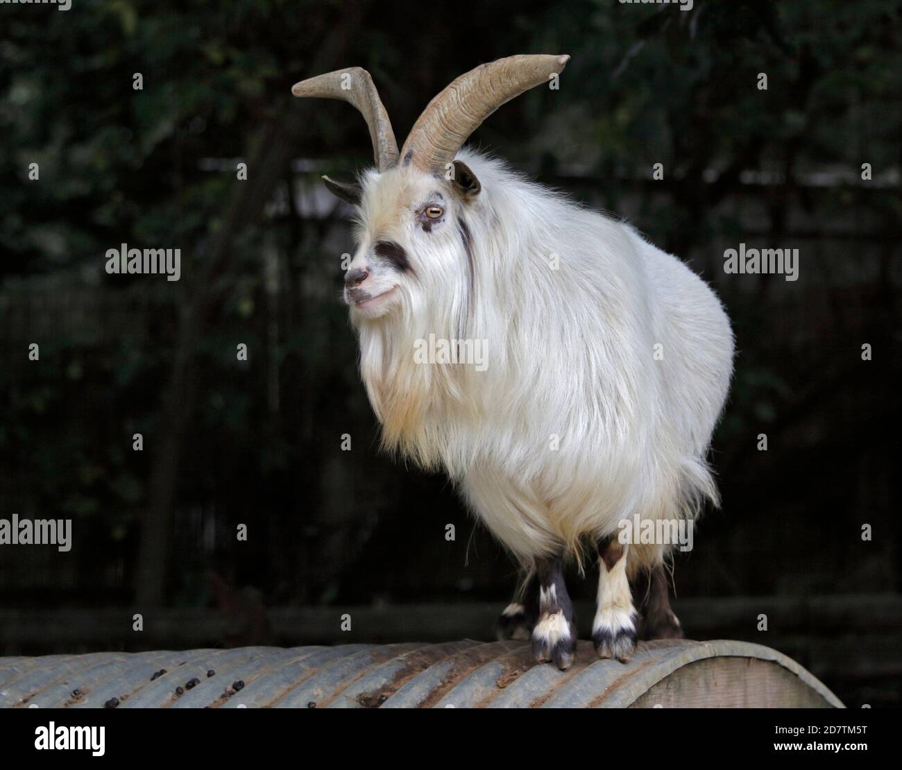 African Pygmy Goat Stock Photo