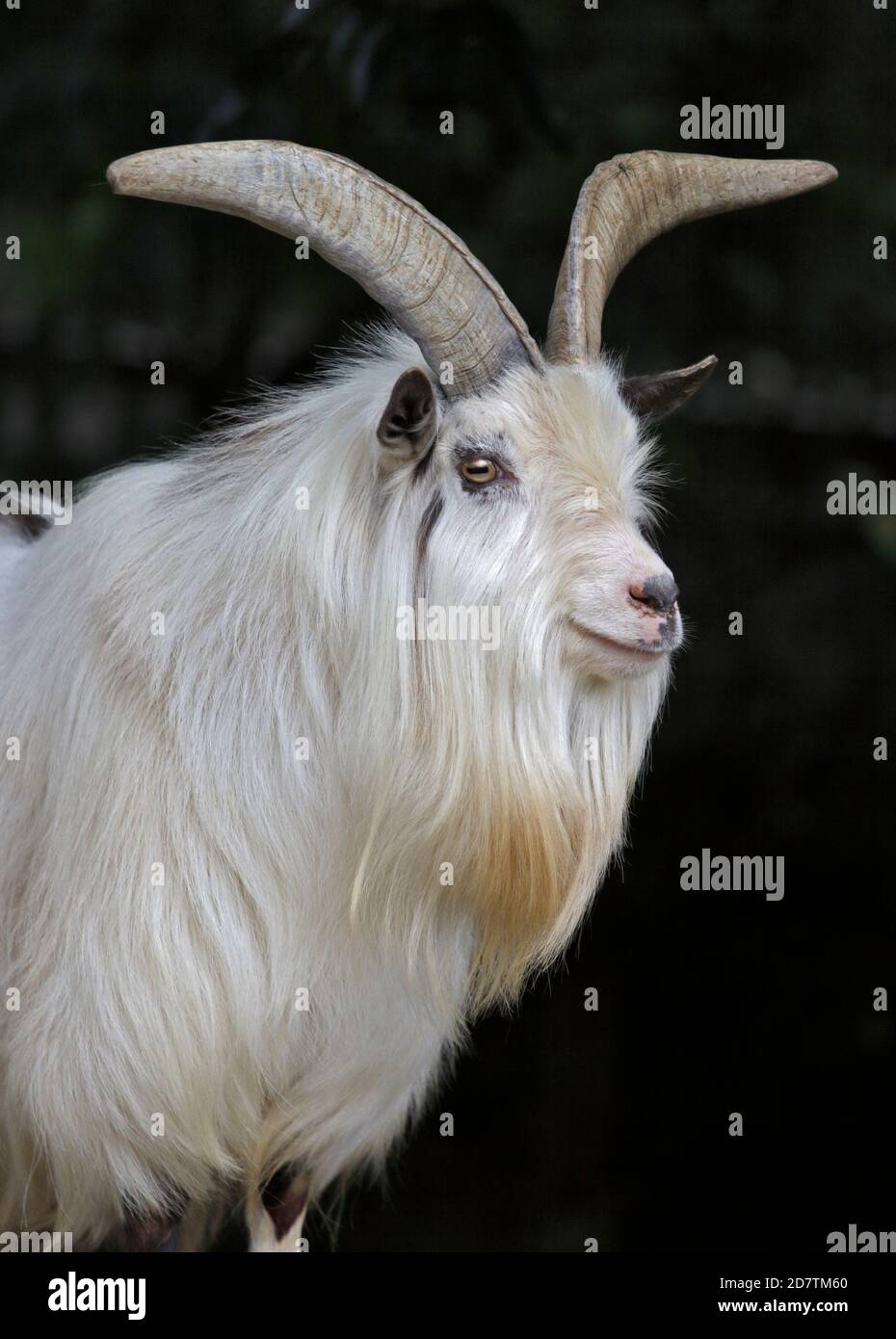 African Pygmy Goat Stock Photo