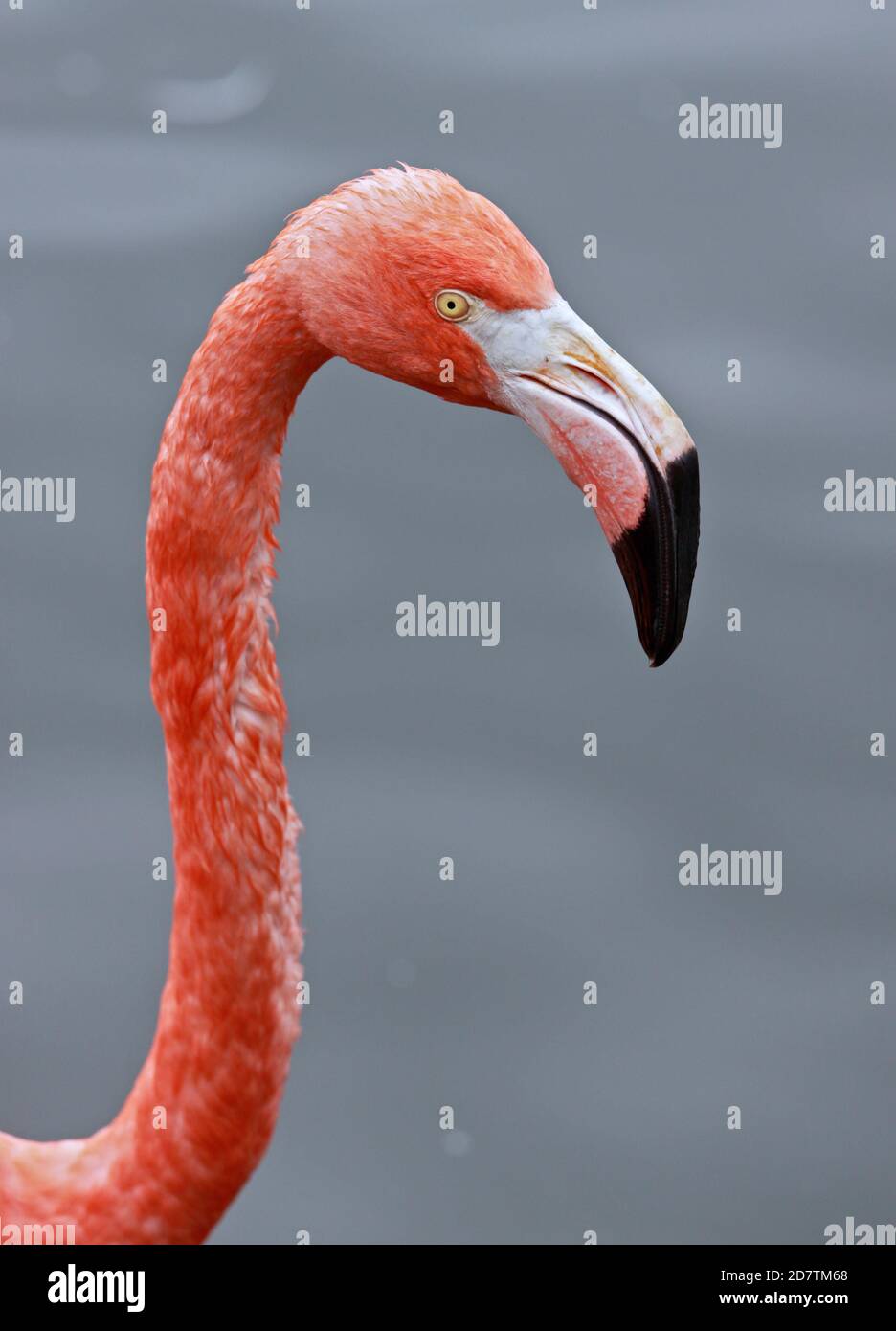 Caribbean Flamingo (phoenicopterus ruber) Stock Photo