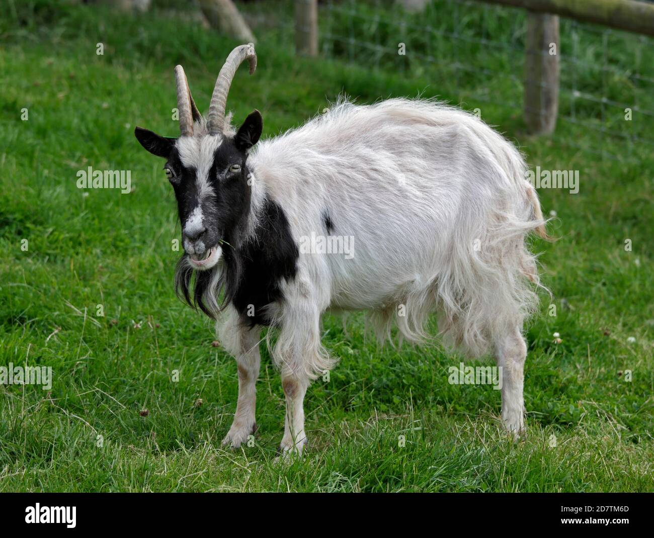 Rare Breeds Goats Hi-res Stock Photography And Images - Alamy