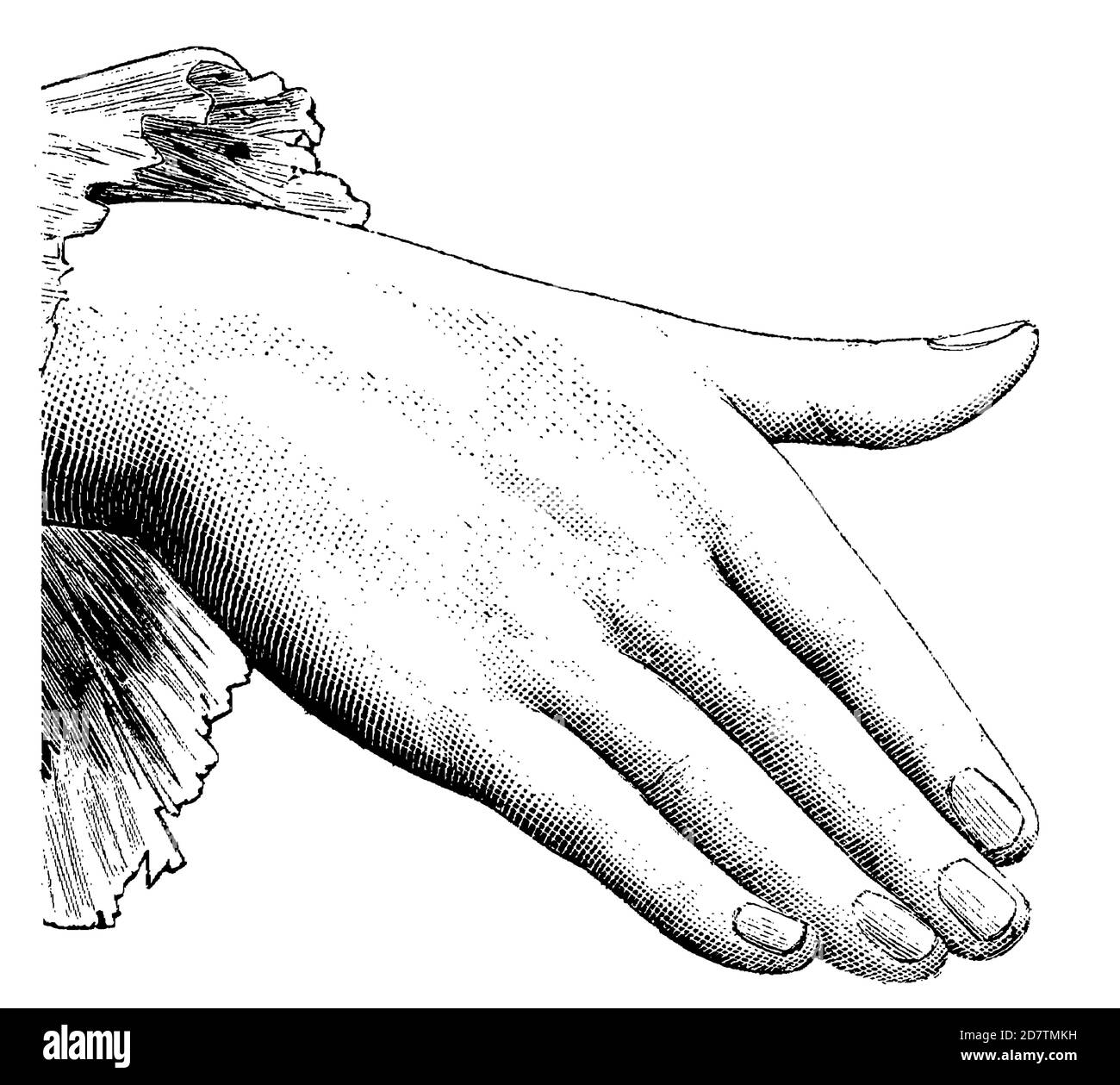 Hand illustration, 19th century black and white drawing Stock Photo