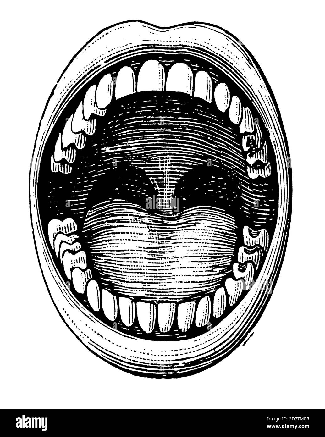 Vintage Dental Advertising - Perfect White Teeth Illustration with Mouth and Tongue from Original Vintage Design for Dental Therapy and Treatment Stock Photo