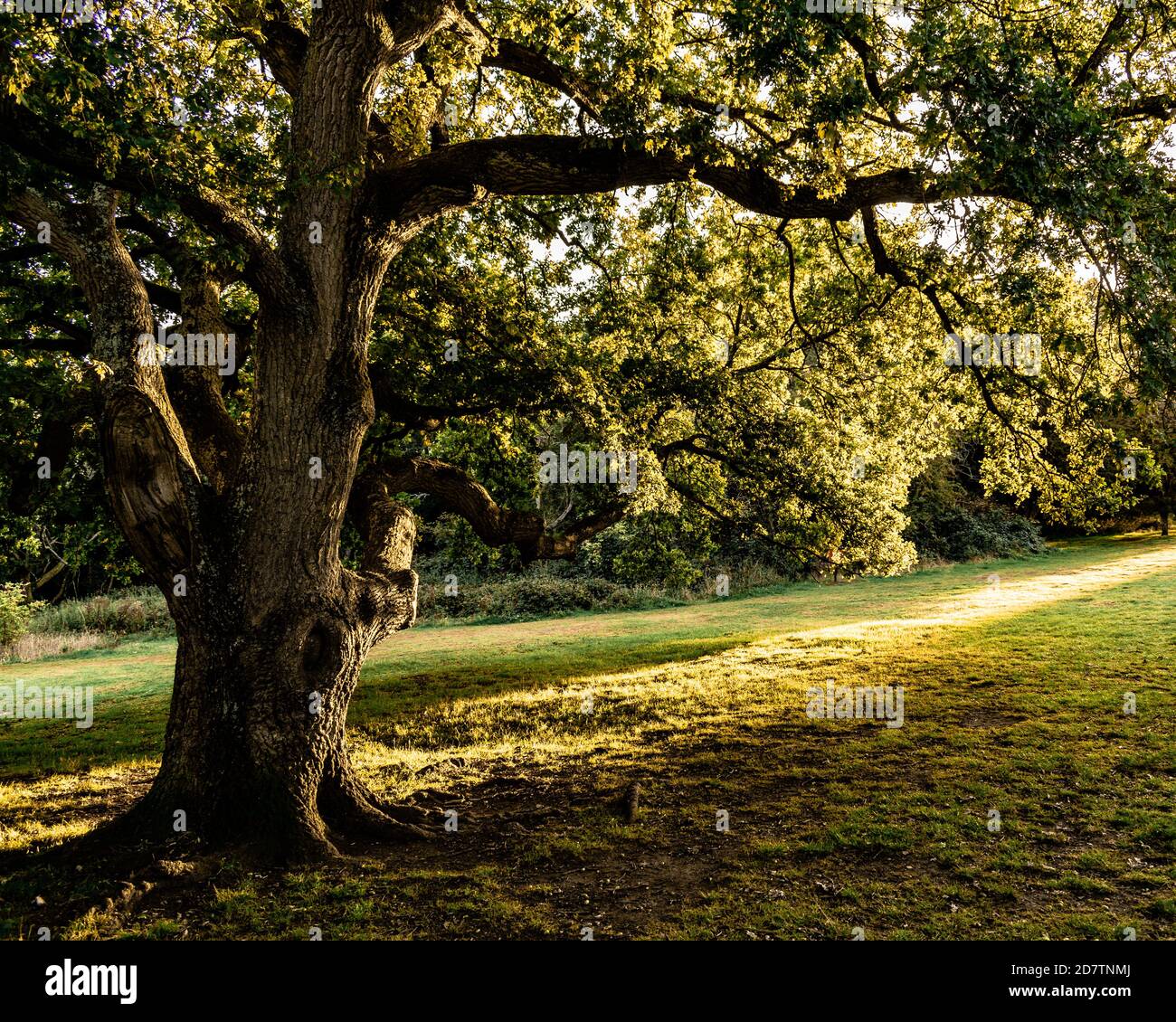 Sunset On The Old Oak Tree Stock Photo - Alamy