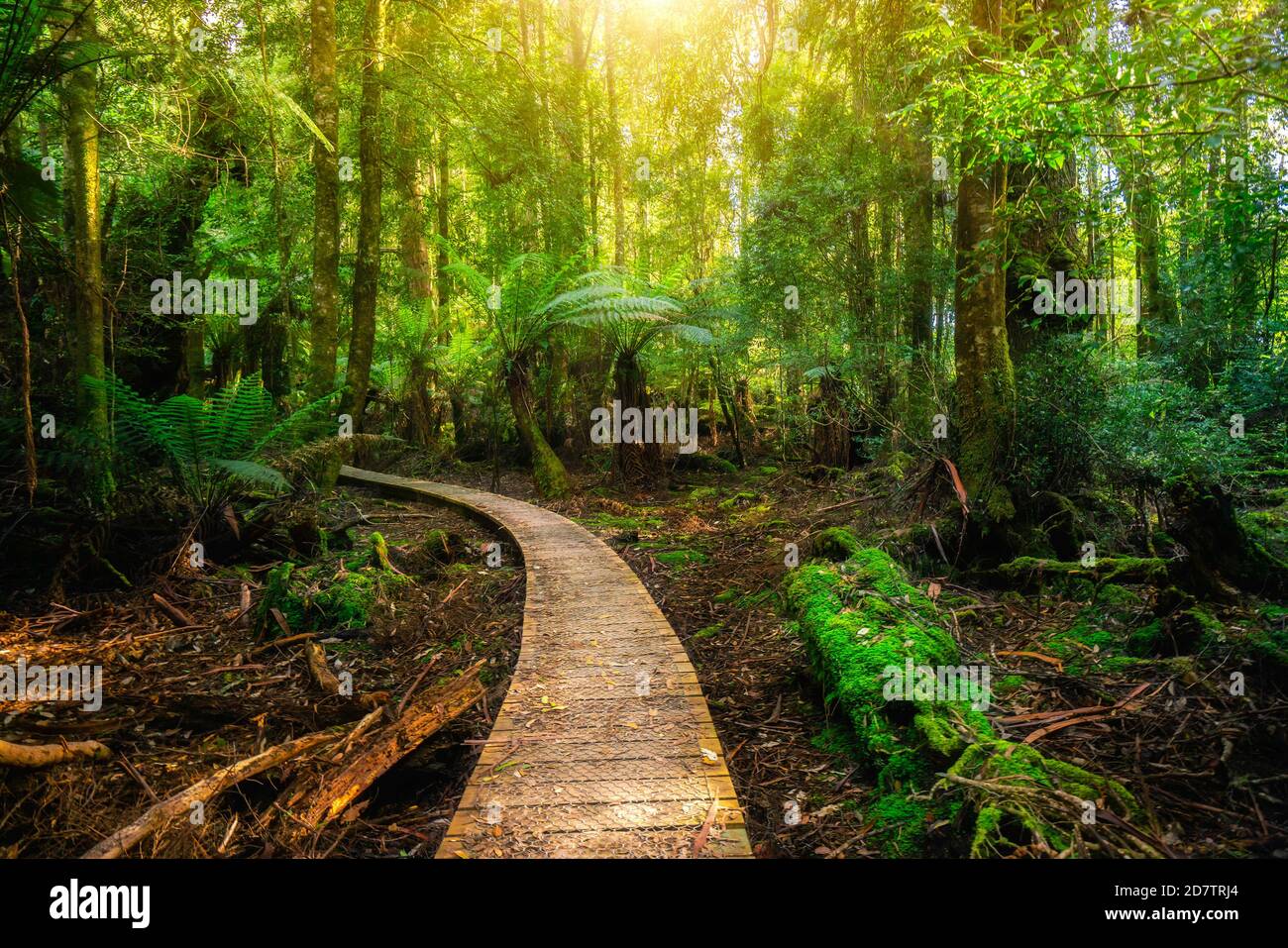 Beautiful path in lush tropical rainforest jungle in Tasman peninsula, Tasmania, Australia. The ancient jurassic age jungle is part of three capes Stock Photo