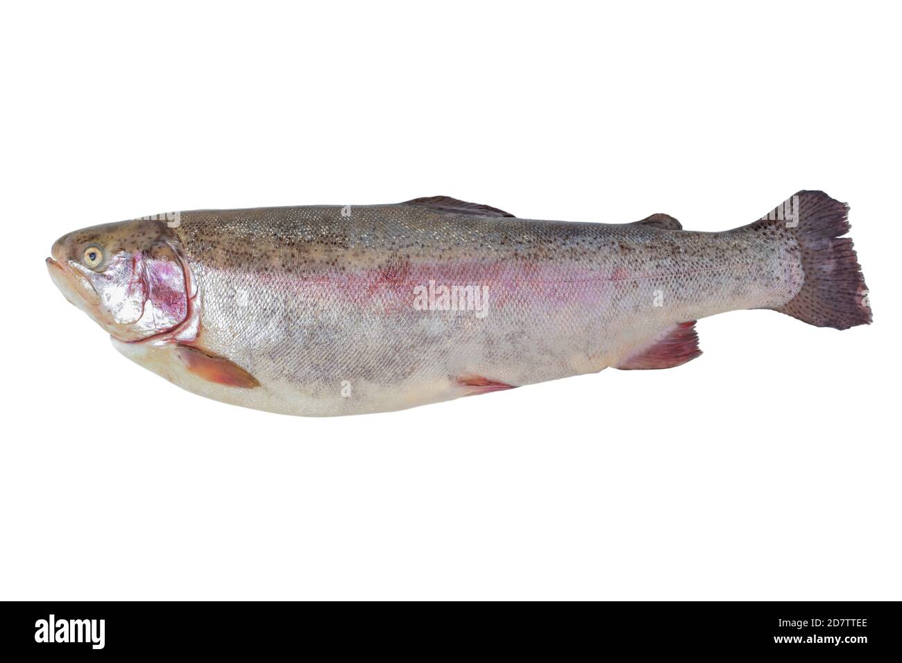 Trout carcass close up isolated on white background Stock Photo