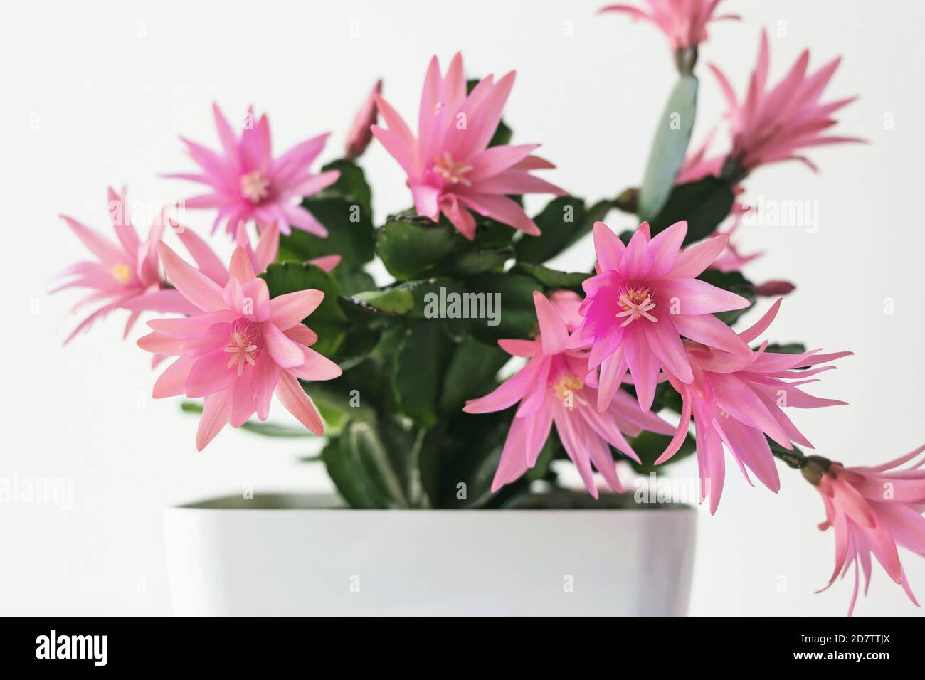red easter cactus flower in pot with white background Stock Photo