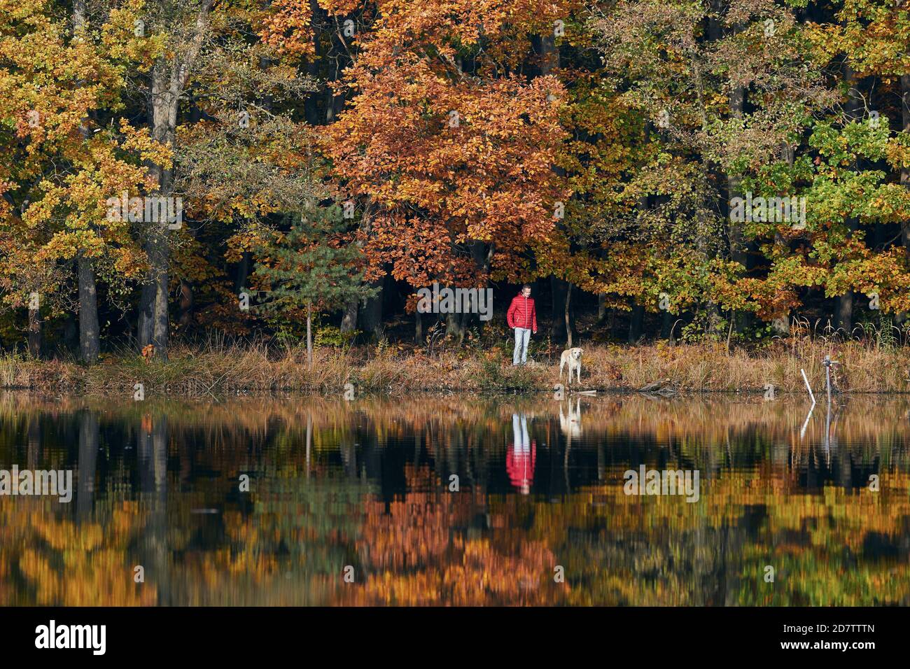 Young man with dog in autumn nature. Pet owner with his labrador retriever are looking at lake against colorful forest. Stock Photo