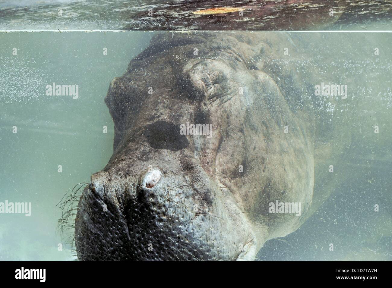 a hippo sleeping underwater at zoo Stock Photo