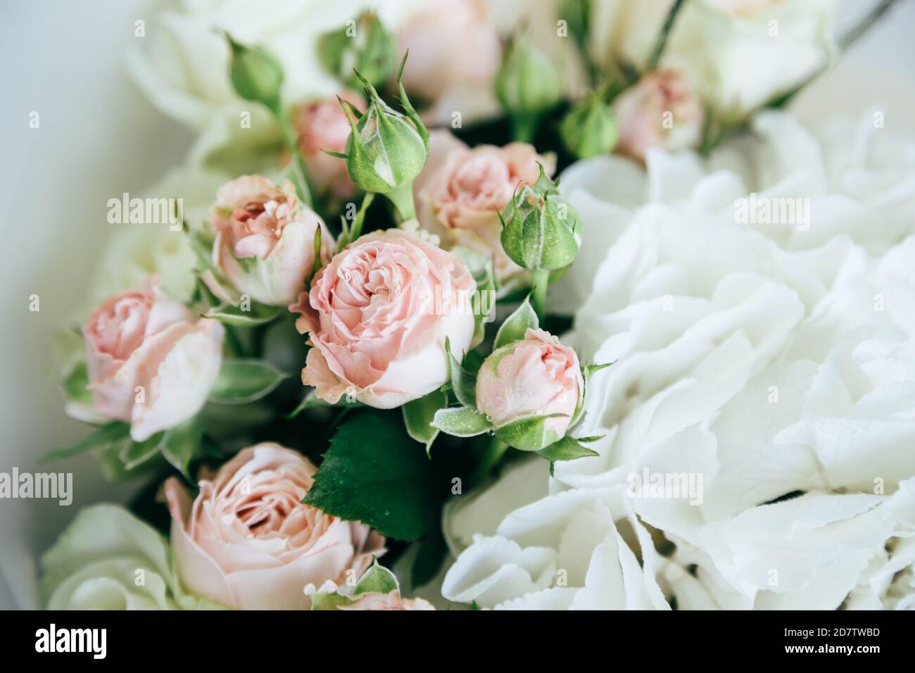 A beautiful soft background of small pink roses and white hortensia, close up view Stock Photo