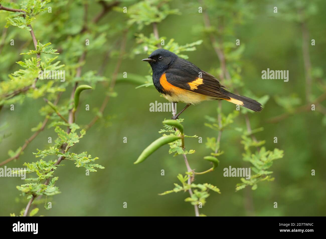 American Redstart (Setophaga ruticilla), male perched, South Padre Island, Texas, USA Stock Photo