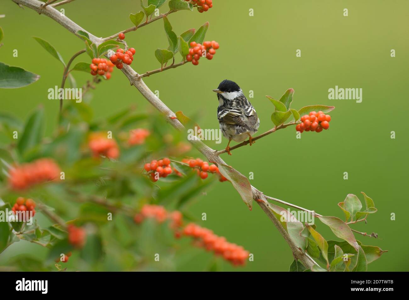 Blackpoll Warbler (Dendroica striata), male perched on Berlandier's fiddlewood (Citharexylum berlandieri), South Padre Island, Texas, USA Stock Photo